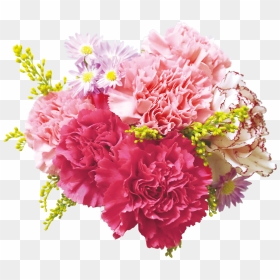 Carnation Flowers Png Transparent Background - Transparent Background Real Flowers Png, Png Download - png format images of flowers