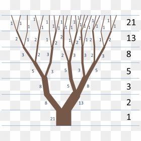 Fibonacci-tree - Examples Of Fibonacci Sequence, HD Png Download - golden ratio png