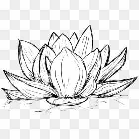 Lotus Drawing 3 - Line Art, HD Png Download - lotus png