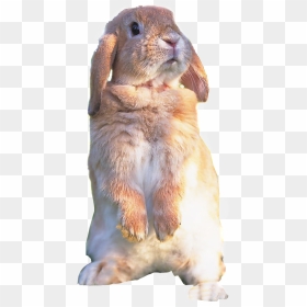 Hd Cute Rabbit Rabbit Static Png - Cute Rabbit, Transparent Png - static png