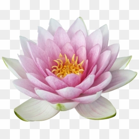 Lotus Flower Png Image - Portable Network Graphics, Transparent Png - vhv