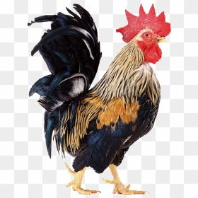 Beautiful Physical Chick Static Png - Cock Png, Transparent Png - static png
