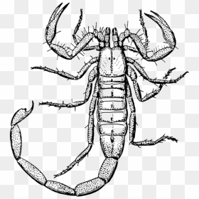 Clipart Black And White Scorpion, HD Png Download - scorpion png