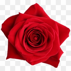 Freedom, HD Png Download - png format images of flowers