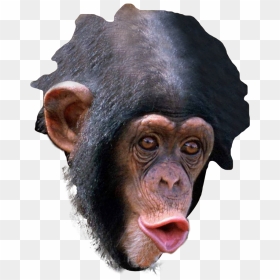 New Trihard Emote - Trihard Emotes, HD Png Download - trihard png