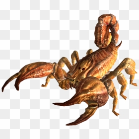 Скорпион Png, Transparent Png - scorpion png