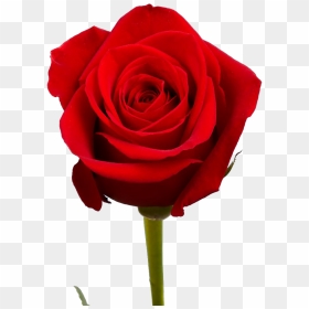 Rose Transparent Free Png - Red Roses, Png Download - png format images of flowers