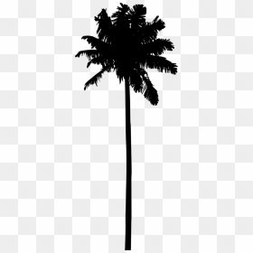 20 Palm Tree Silhouette Vol - Silhouette Palm Tree Vector, HD Png Download - palm tree silhouette png