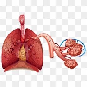 Habibah - Human Respiratory System, HD Png Download - dust particles png