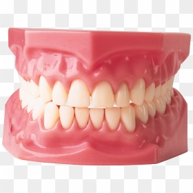 Teeth - Human Gums And Teeth, HD Png Download - teeth png