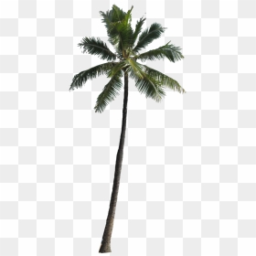 Palm Tree Silhouette Clipart No Background Clipart - Transparent Background Palm Tree Png, Png Download - palm tree silhouette png