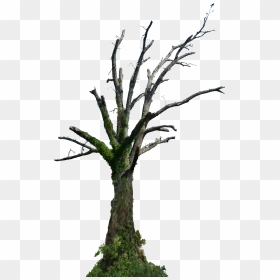 Dead Tree Png Hd , Png Download - Dead Old Tree Png, Transparent Png - dead tree png