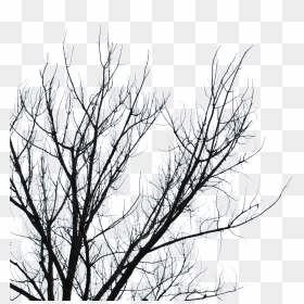 Dead Tree Branches Transparent , Png Download - Dead Tree Branch Png, Png Download - dead tree png