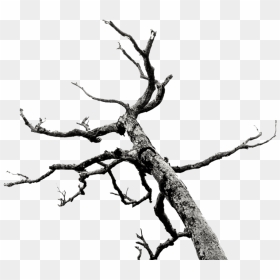 Dead Tree/branches Stock - Bare Branches Tree Png, Transparent Png - dead tree png
