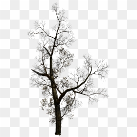Dead Tree Silhouette Png Download - ست دعوات تجمع لك الخير كله, Transparent Png - dead tree png