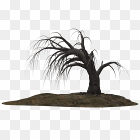 Creepy Tree 19 By Wolverine041269 On Clipart Library - Dead Coconut Tree Drawing, HD Png Download - dead tree png