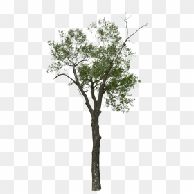 Wood, HD Png Download - dead tree png