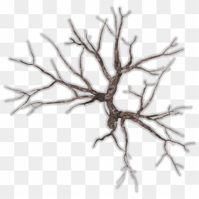 Top View Tree Png, Transparent Png - dead tree png