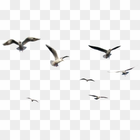 Birds Flying Png Bird Png Images Vectors And Psd Files - Birds Flying Gif Png, Transparent Png - birds flying png