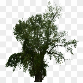Dead Tree Png, Transparent Png - dead tree png