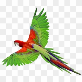 Birds Flying Png - Transparent Parrot Png, Png Download - birds flying png