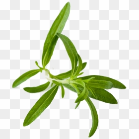 Herbs Hd Png Pluspng - Tarragon, Transparent Png - plus png