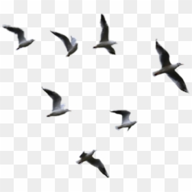 Transparent Birds Flying Png Clipart , Png Download - Birds Flying Png, Png Download - birds flying png
