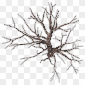 Tree Top Png Branches, Transparent Png - dead tree png