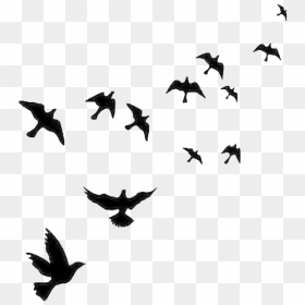 Flock Of Flying Bird Png Free Image - Birds Flying In The Sky Drawing, Transparent Png - birds flying png