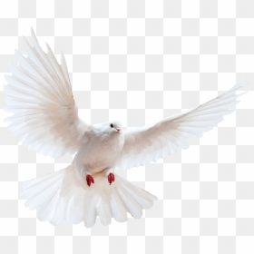 White Dove Transparent Image Bird Image With Transparent - White Bird Transparent Background, HD Png Download - doves png