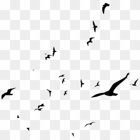 Bird Flock Png, Transparent Png - birds flying png