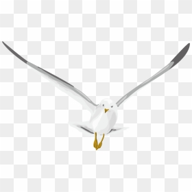 Pigeon Png - Ring Billed Gull, Transparent Png - birds flying png