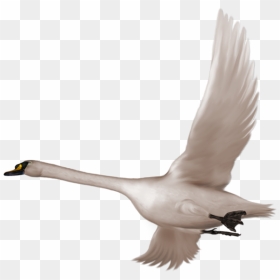 Swan Flying Png, Transparent Png - birds flying png