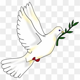 Dove With Olive Branch Png, Transparent Png - doves png