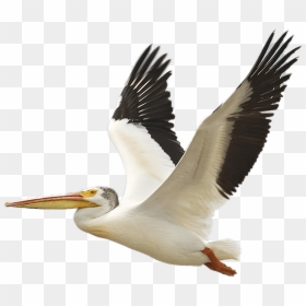 The Birds Of America American White Pelican Brown Pelican - Transparent Pelican Clipart, HD Png Download - birds flying png