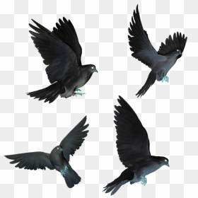 Dove Doves Black Flying Birds Fly - Birds Fly, HD Png Download - birds flying png