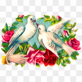 Transparent Doves Png - Clip Art, Png Download - doves png