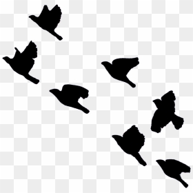 Thumb Image - Shadow Birds Flying In The Sky, HD Png Download - birds flying png