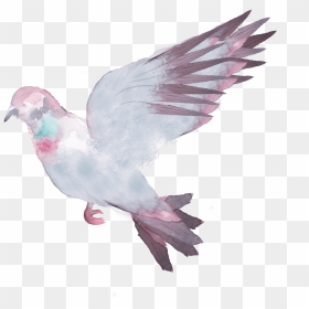 Pigeons And Doves , Png Download - Stock Dove, Transparent Png - doves png