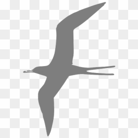 Flying Bird Grey Png Icons - Bird Clip Art, Transparent Png - birds flying png