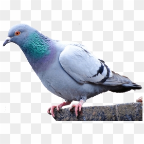Pigeon Png, Transparent Png - doves png