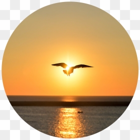 Sea Sunset Bird Flying, HD Png Download - birds flying png