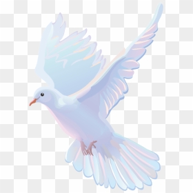 - Pigeons And Doves , Png Download - รูป นก พิราบ ขาว, Transparent Png - doves png