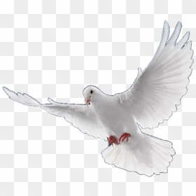 #dove #bird #pngs #png #lovely Pngs #usewithcredit - Picsart Bird Png, Transparent Png - doves png