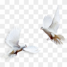 Transparent Pigeons Png - Columbidae, Png Download - doves png