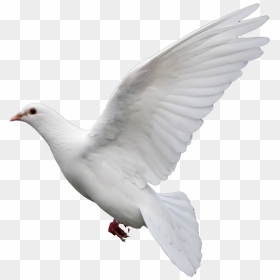 Rock Dove Columbidae Goose Doves As Symbols - Birds Picsart Png Hd, Transparent Png - doves png