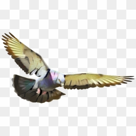 Pigeons And Doves Homing Pigeon Portable Network Graphics - Transparent Background Pigeon Png, Png Download - doves png
