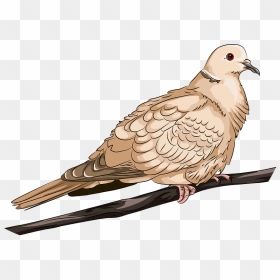 Collared Dove Clipart - Pigeons And Doves, HD Png Download - doves png