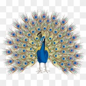 Peacock Free Hand Drawing, Png Download - Transparent Peacock Vector Png, Png Download - mor pankh png