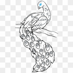 How To Draw Peacock - Easy Drawing With Pencil, HD Png Download - mor pankh png